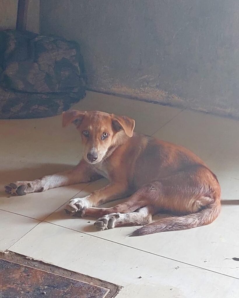 Rescuemania - Dani